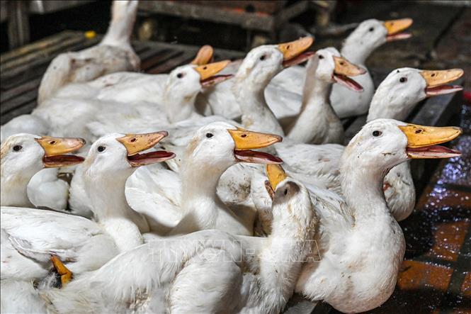 WHO đánh giá nguy cơ lây lan virus cúm gia cầm H5N1 tại Campuchia - Ảnh 1.