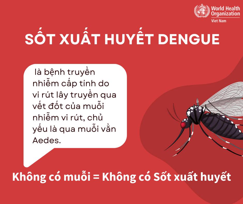 [Infographic] - WHO hướng dẫn nhận biết triệu chứng và I9BETT tỷ lệ kèo World Cup 2026 bệnh sốt xuất huyết - Ảnh 6.